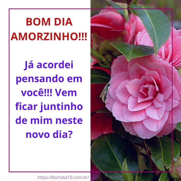 Frases De Bom Dia Amorzinho Para Compartilhar Com Seu Amor